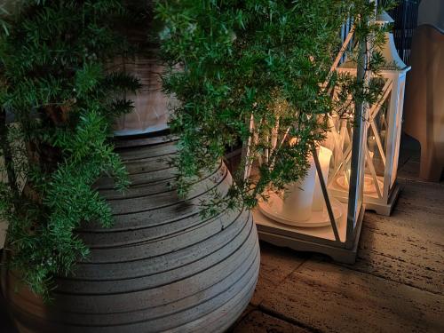 a large pot with plants in it next to a mirror at B&B Villa Letizia in San Vito Rimini