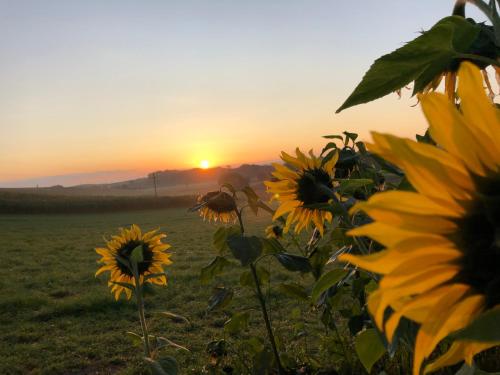a field of sunflowers with the sunset in the background at Orchard Hideaway in Kelso
