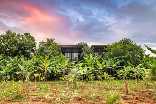 a house in the middle of a field of banana trees at Atha Resort in Sigiriya
