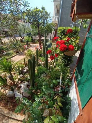 Cactus House Gašpar