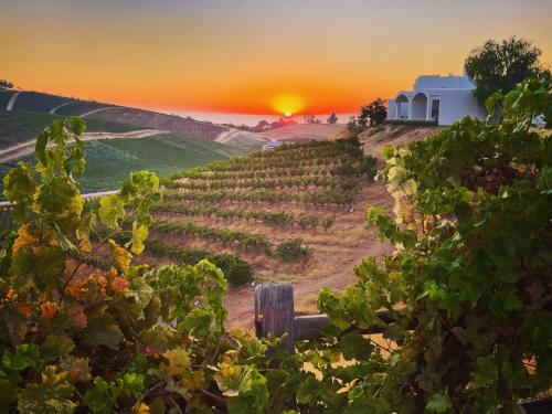 a vineyard with the sunset in the background at Sirena Vineyard Resort in Paso Robles