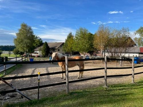 a brown horse standing behind a fence at Pferdehof Thomayer in Strasswalchen
