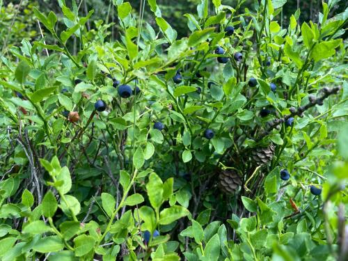 a bush with blue berries on it with green leaves at SG chaloupka Kubík s wellness v ceně MLÁZOVICE - Český ráj in Mlázovice