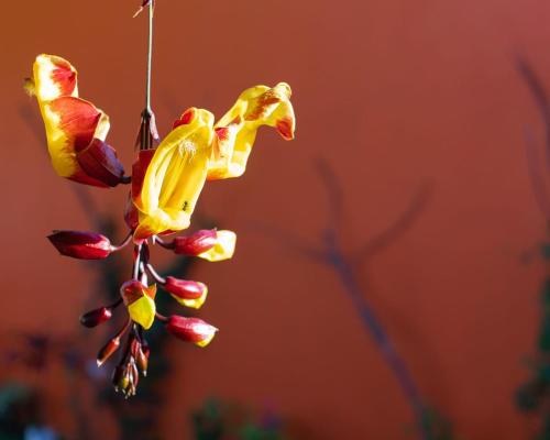 a bunch of flowers hanging from a plant at Pousada Manga Rosa in Chapada dos Guimarães