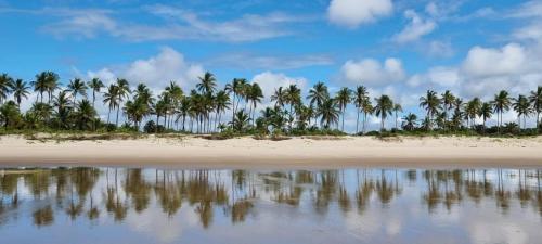 a row of palm trees on a beach at Apartamento à beira-mar: ideal para famílias . in Ilhéus
