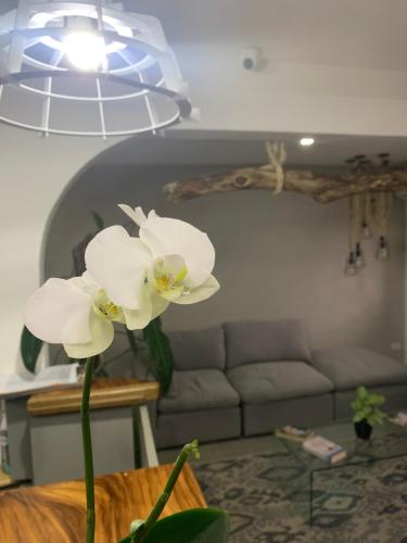 a white flower in a vase in a living room at Berlor Airport Inn in Alajuela City