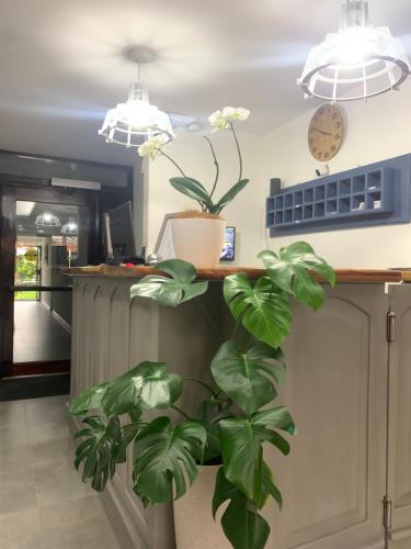 a kitchen with a plant next to a counter with two lights at Berlor Airport Inn in Alajuela City