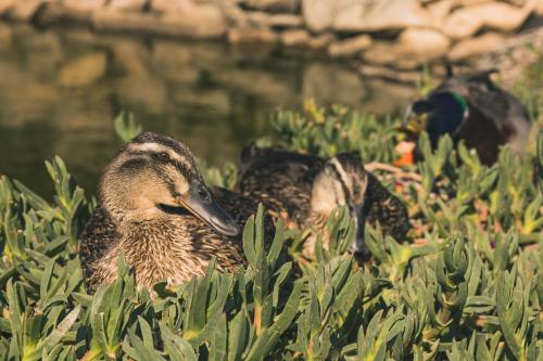 two ducks sitting in the grass near the water at Estancias Sierravita in Valle de Guadalupe