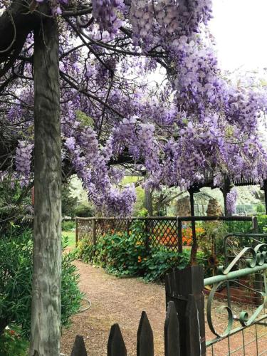 a fence with purple wisterias hanging over it at Talbot - Historic accommodation with Mod Cons in Hoddy Well