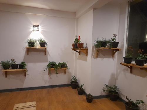 a room with a bunch of potted plants on a wall at Tea Mount Forest in Nuwara Eliya