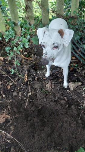 a white pig standing in the dirt in the woods at Wellington Farm Devon near sidmouth beach & AONB- dog friendly in Honiton