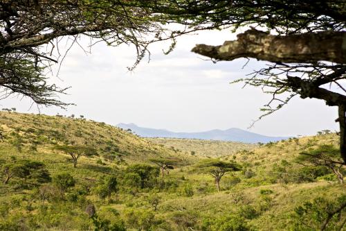 a view of a grassy hill with trees at Elewana Lewa Safari Camp in Meru