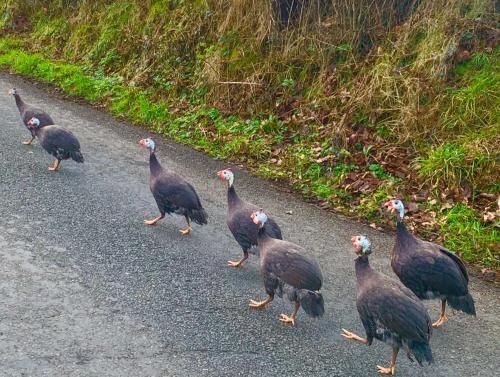 a group of turkeys walking down a road at Molehill lodge in Swansea