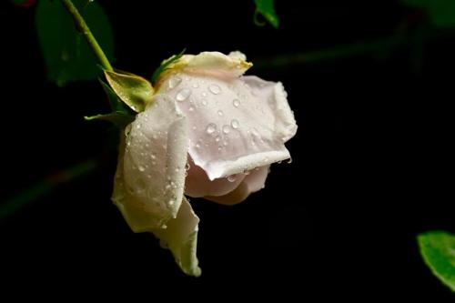 a white rose with rain drops on it at Casa Carlotta & Villa in Nungwi