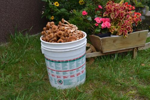 a bucket of mushrooms sitting on the grass next to flowers at Domek w Sajenku in Augustów