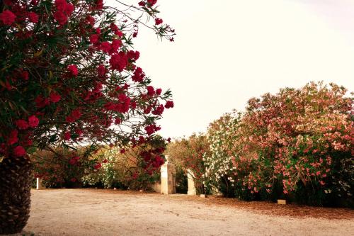 a row of trees with red flowers on them at Masseria Specchiulla in Otranto