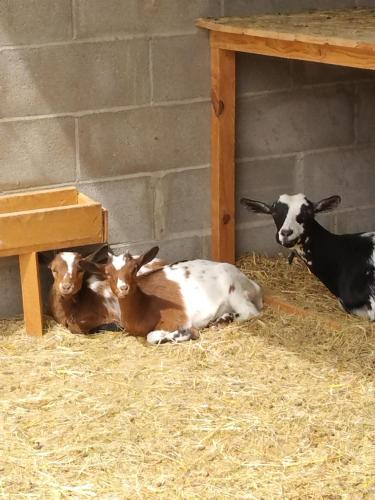 three goats laying on hay in a barn at El Niu de l'Estany in Ivars d'Urgell