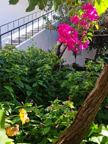 a bunch of pink flowers in a garden at Alojamento Local Largo da Igreja in Santiago do Cacém
