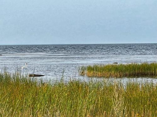 a large body of water with a bird standing in the grass at Künkaotsa in Värati
