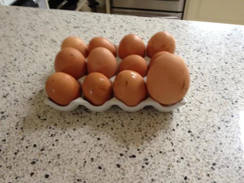 a bunch of brown eggs in a bowl on a counter at Ruapehu Country Lodge in Ohakune