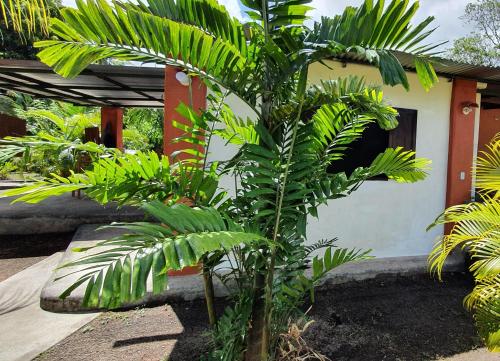 a palm tree in front of a house at Rancho Tranquillo in Moyogalpa
