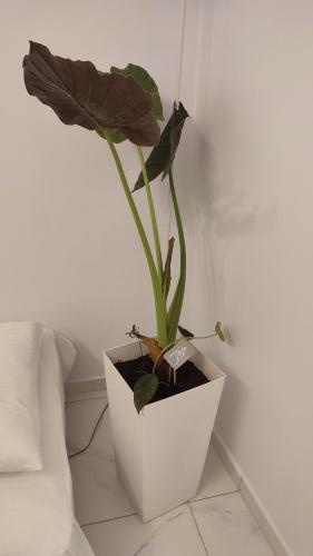 a plant in a white pot sitting on a floor at Apartments Barbie in Rethymno Town