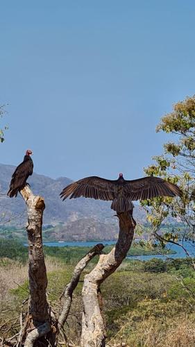 a statue of two birds sitting on top of trees at La Casa del Conde in Playa Naranjo