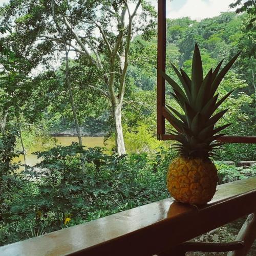 a pineapple sitting on a bench in front of a window at Alma Del Rio Eco-Comfort on the water in San Ignacio