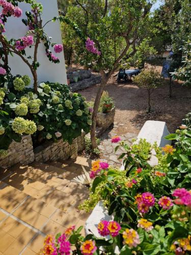 a garden with colorful flowers and a bench at Apartments Hortenzija in Maslinica