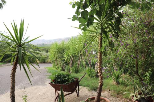 two palm trees and a bench in a garden at Il Terrazzo Sul Sinni in Rotondella