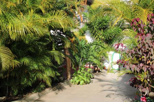 a garden with palm trees and a walkway at VillaKapy idéal pour les retraitées in Pointe aux Cannoniers