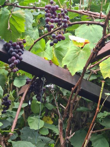 a bunch of grapes growing on a wooden fence at Cozy room with a beautiful garden view in Baunatal