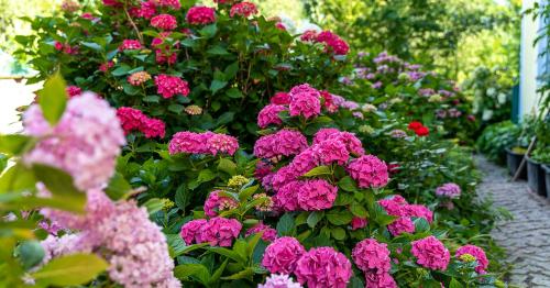 a bunch of pink flowers in a garden at Appartementhof Stadler in Pocking