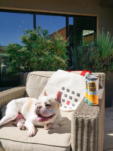 a dog laying on a chair next to a calendar at The Nest Hotel Palo Alto in Palo Alto
