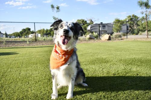 a dog wearing an orange bandana sitting in the grass at Verde Ranch RV Resort in Camp Verde