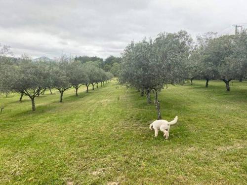 a white dog standing in a field with trees at Kingaley Farmstay in Fosterton