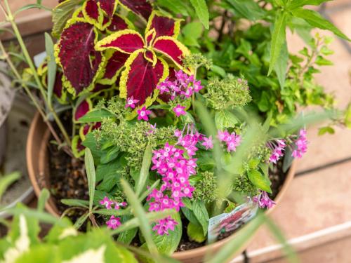 a pot filled with purple and pink flowers at Tabist Asa Station Hotel in Sanyoonoda