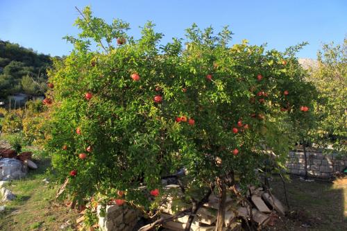 an apple tree with red apples on it at Double Room Slano 2682e in Slano