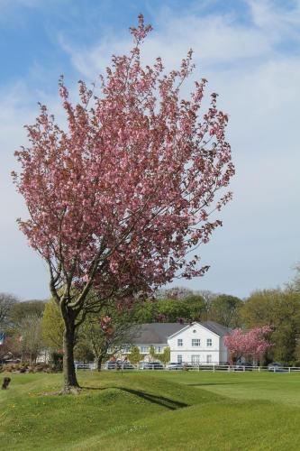 a tree with pink flowers on it in a field at Crover Cottage Twin Room with Lake View in Mountnugent