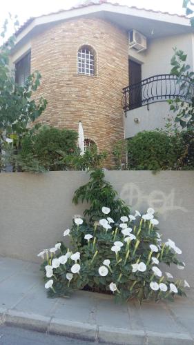 a bunch of white flowers in front of a building at Nikola's House in Limassol