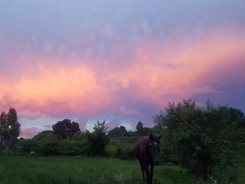 a horse standing in a field with a sunset at Paradise View Guesthouse in Graskop