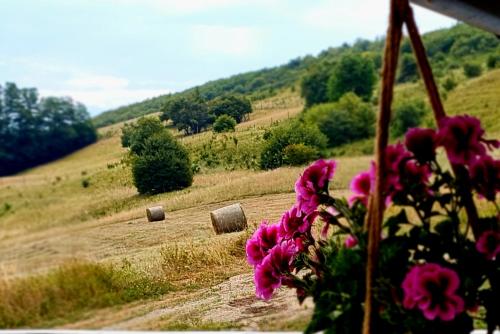 a field with pink flowers and a field with trees at Mera Hills House in Mera