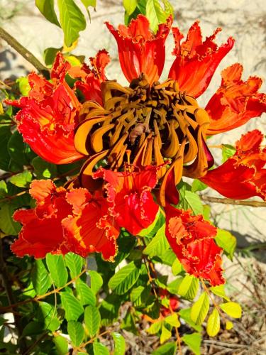 a red and orange flower with a bee on it at Villa Nature in Toliara