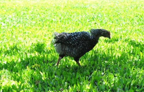 a bird walking through a field of grass at Los Olivos Loft in Rosario