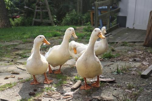 a group of white ducks standing in a yard at Gutshof und Ferienwohnung Proft in Biensdorf