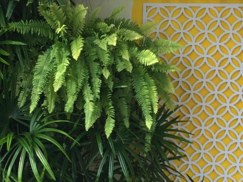 a green plant in front of a wall at BC Summer Beach in Pran Buri