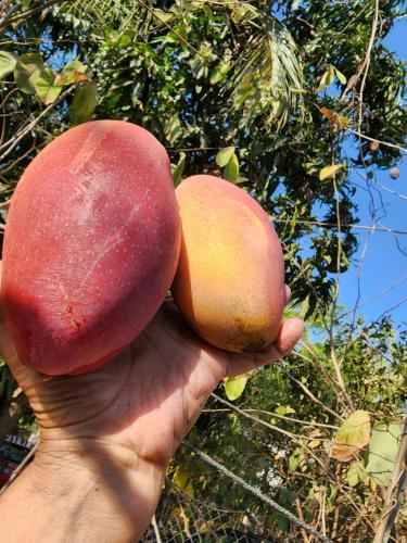 a hand holding a peach in front of a tree at Alojamiento Brisas Inter Starlink in Brisas de Zicatela