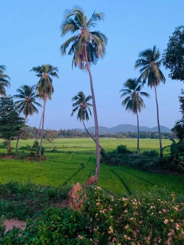 a group of palm trees in a rice field at Sethway Village in Minneriya