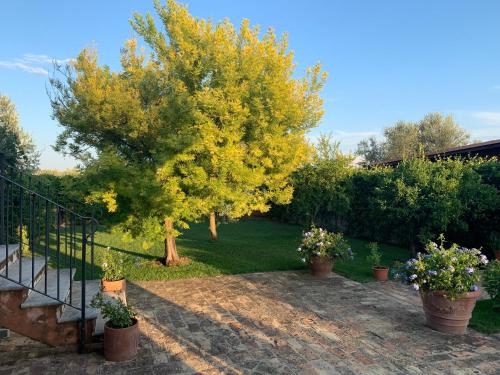 a tree with yellow leaves in a yard at Appartamento Mimosa in Ripa Teatina