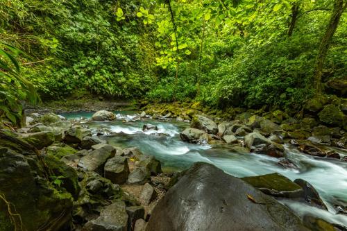 a stream in a forest with rocks and trees at Tifakara Boutique Hotel & Birding Oasis in Fortuna